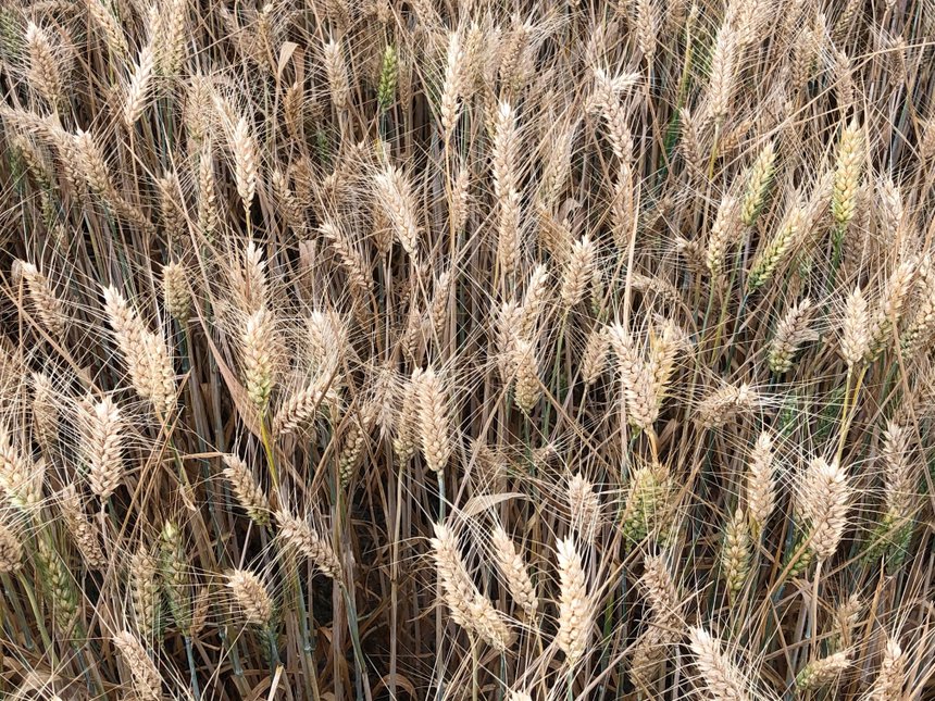 Photo : ®Certis Europe. Symptômes sur blé dur à Lignac (Indre) – 10 juin 2020