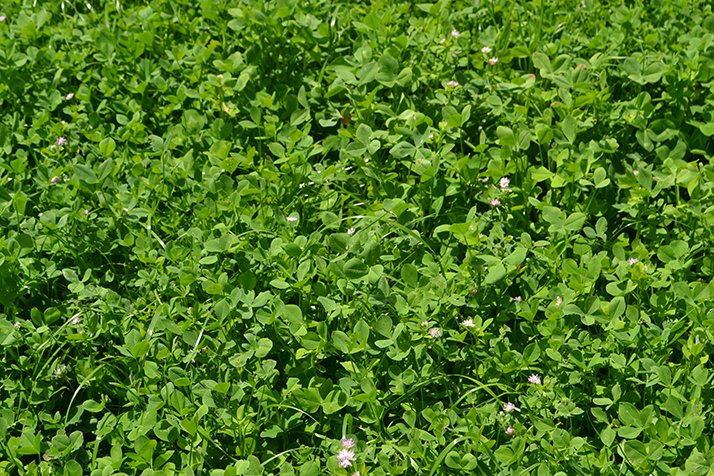 Les couverts végétaux rendent les éléments nutritifs biodisponibles. © C.Lamy-Grandidier/Pixel 6TM