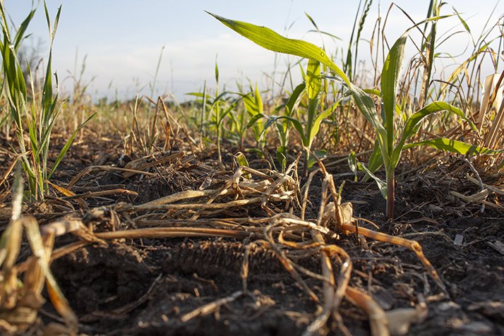 Les trois éléments NPK prennent tout leur sens en agriculture biologique sans apport organique. © Bmargaret/Adobe stock