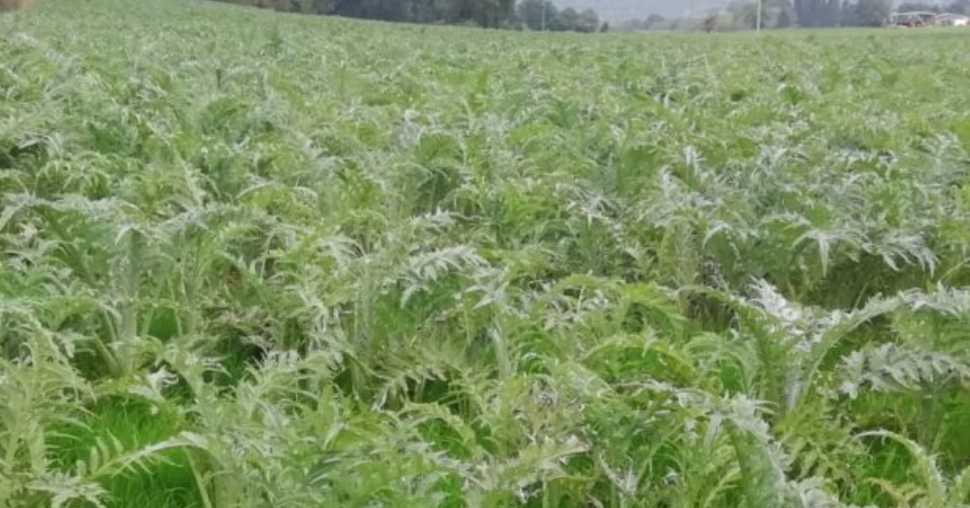 Le chardon, nouvelle culture pour une filière agro-industrielle en Toscane ? 