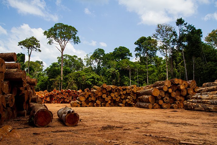 Le CESE&nbsp; étudie&nbsp;la manière dont l’Union européenne peut renforcer la lutte contre la déforestation « importée ». © Marcio Isensee e Sá/Adobe Stock&nbsp;