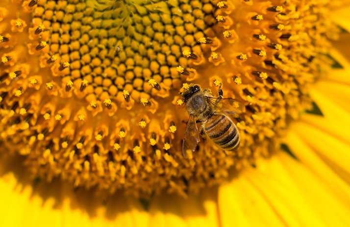 La fréquentation du tournesol par les abeilles serait conditionnée par la génétique. ©Stan-972/Adobe Stock
