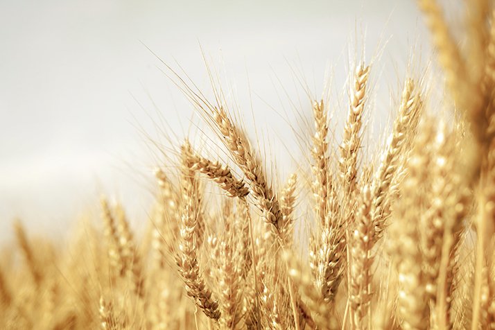 Des exportations records de blé tendre, mais le stock final s’alourdit. © Andrey Volokhatiuk/Adobe&nbsp;Stock