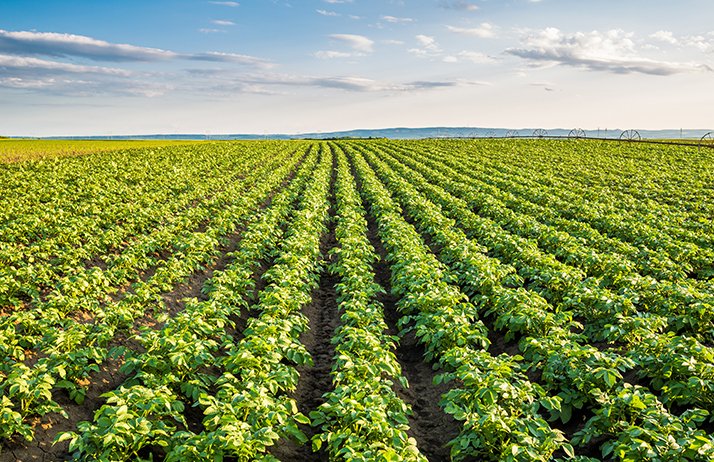Il faut maîtriser les surfaces de pommes de terre pour la campagne 2020. © Oticki/Adobe Stock