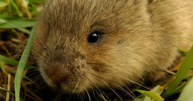 Des solutions alterntives pour lutter contre les campagnols