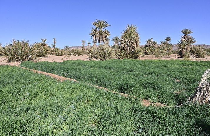 Le Maroc fortement touché par la sécheresse. © Happyculteur/Adobe Stock