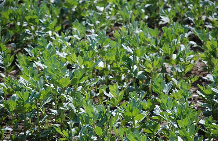 La gamme des produits phytosanitaires se réduit de plus en plus en pois et féverole. Terres Inovia passe en revue les alternatives possibles. © Pixel6TM