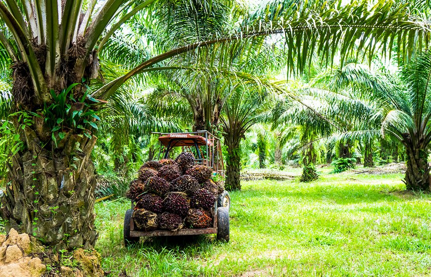Dans son rapport mensuel, la FAO indique qu’en décembre 2019, l’indice des prix des produits alimentaires a atteint sa valeur la plus haute depuis cinq ans. La plus forte hausse est a imputer aux huiles végétales, huile de palme en tête. Photo : khamkula 