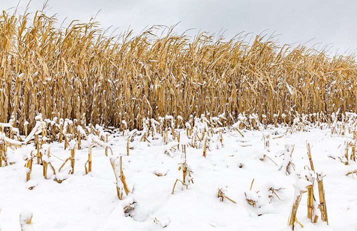 Dans le Nord des États-Unis, de&nbsp;fortes chutes de neige précoces vont empêcher les producteurs de terminer leurs récoltes. © JJ Gouin/Adobe Stock