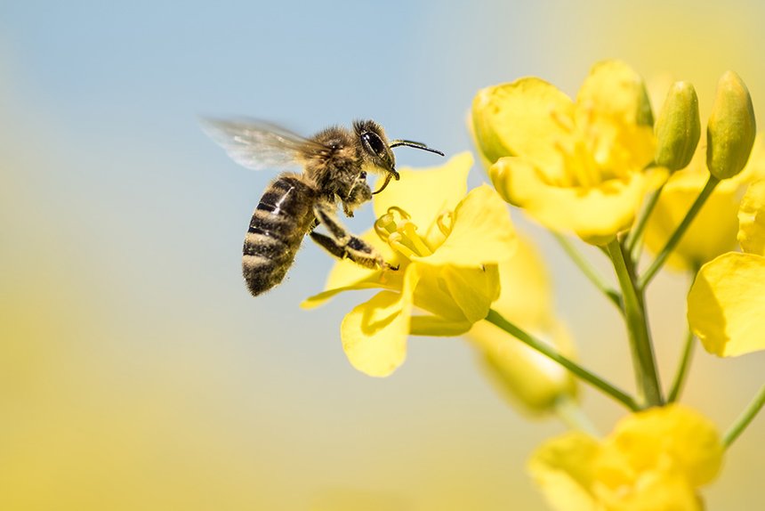Proteger les cultures, les auxiliaires et les pollinisateurs. Photo : K. Thalhofer 