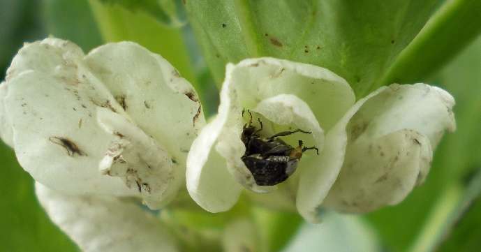 Des attractifs olfactifs comme alternative aux insecticides 