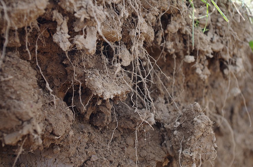 La densité racinaire est tout aussi importante que la profondeur à laquelle les racines peuvent descendre afin d’explorer un maximum les différents horizons du sol.