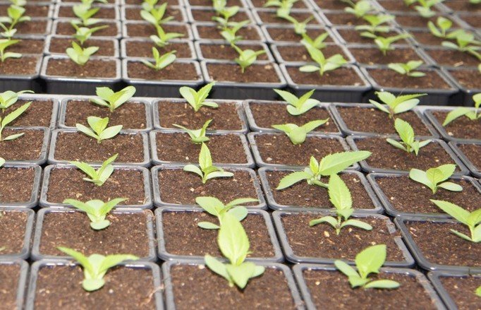 Le projet Isoseed vise à cribler des  variétés aux qualités germinatives plus performantes