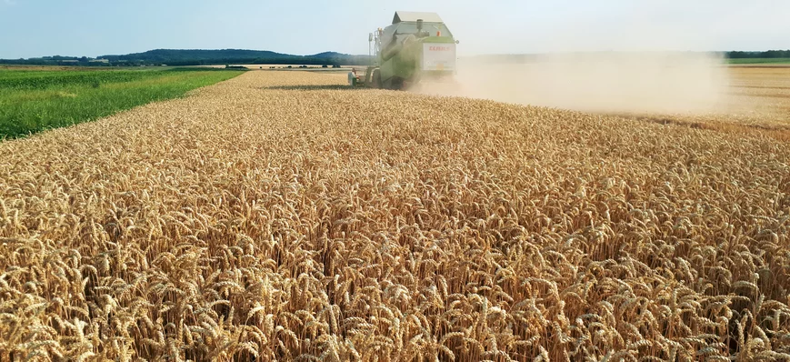 La productivité, atout clé du blé hybride
