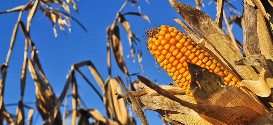 Maïs : la production américaine atteint des sommet