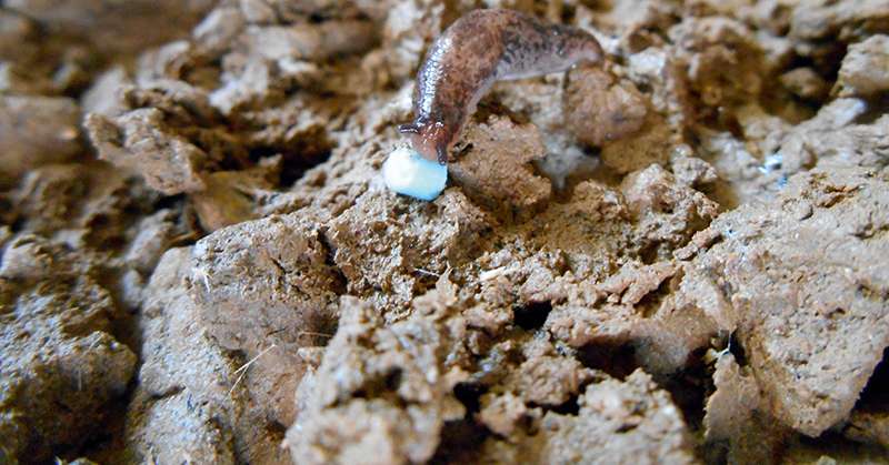 Grâce à sa formulation optimisée, la solution Ironmax pro, à base de phosphate ferrique a une efficacité comparable aux références du marché. Ce produit de biocontrôle est homologué en agriculture biologique. Photo : De Sangosse