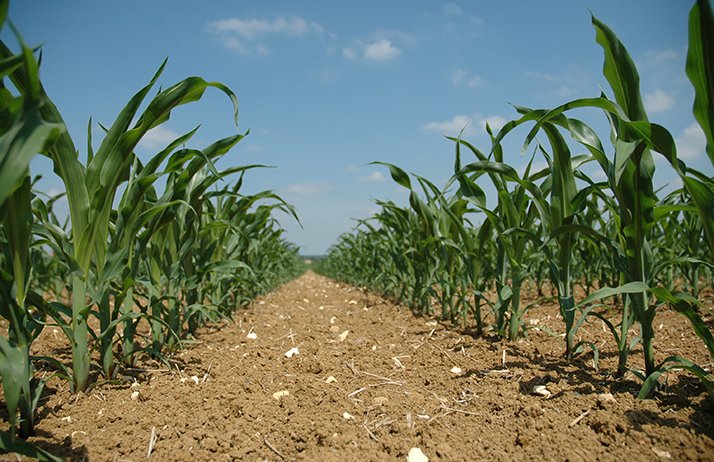 Le maïs français doit rester dans la course. © H. Grare/Pixel Image
