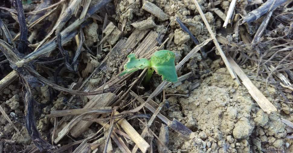 attaque de plantule de colza par une limace © DeSangosse