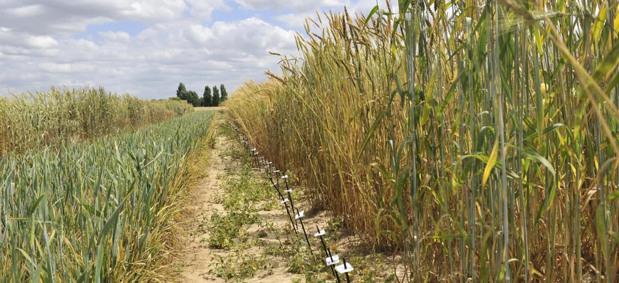 Le séquençage du génome du blé vient d’être publié
