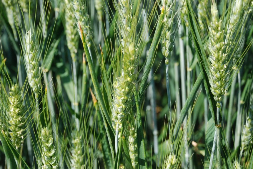 Le blé peut tirer des bénéfices du couvert de légumineuses, si ce dernier est maîtrisé 