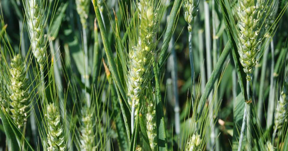 Le blé peut tirer des bénéfices du couvert de légumineuses, si ce dernier est maîtrisé 