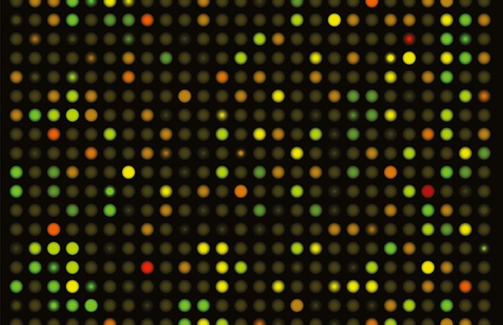 Le génotypage à haut débit est réalisé sur des « puces à ADN » capables de caractériser des milliers de marqueurs SNP en un temps record, via une multitude de spots fluorescents qui correspondent aux marqueurs identifiés de l’individu étudié. © Alila Medi