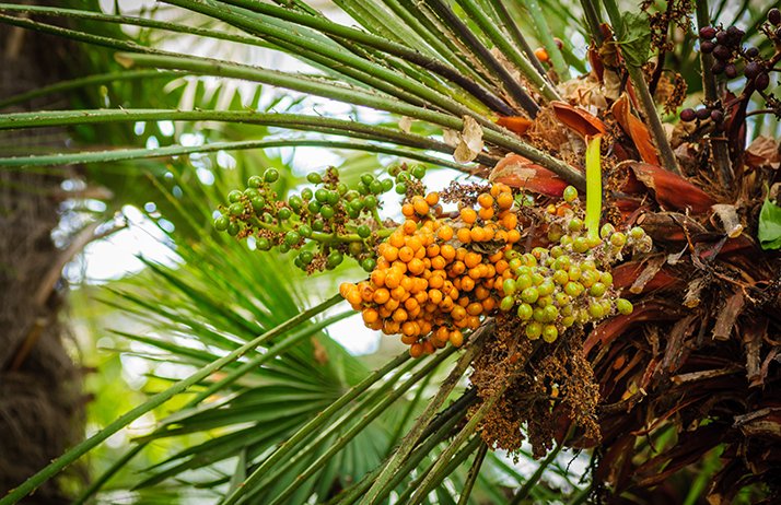 Recul de l’UE sur l'interdiction d'huile de palme. © Shanserika/Fotolia