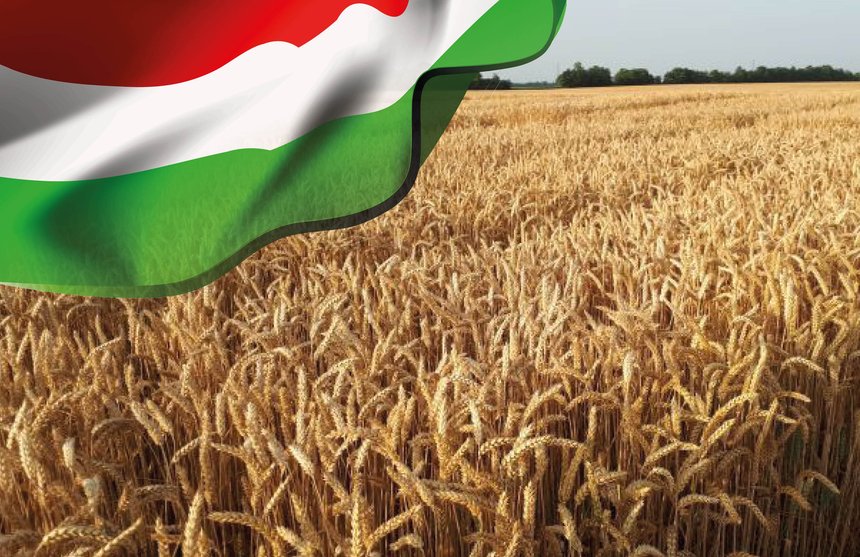 Cultiver le blé hybride - Hongrie