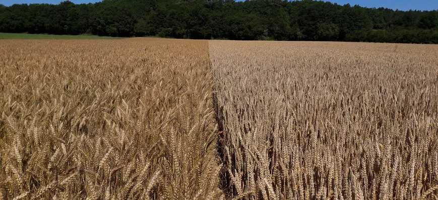 « En situation difficile, le blé hybride se démarq
