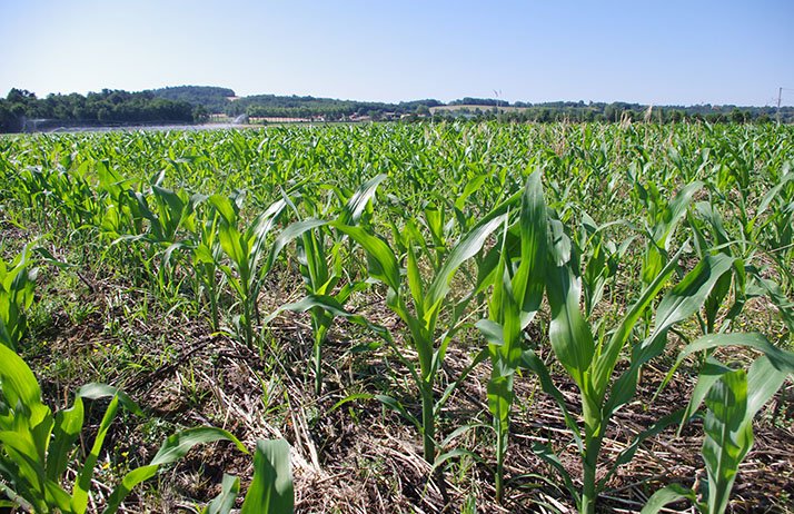 Maïs : bien estimer les doses d'azote à apporter.&nbsp;©&nbsp;J. SIMOES/Pixel image