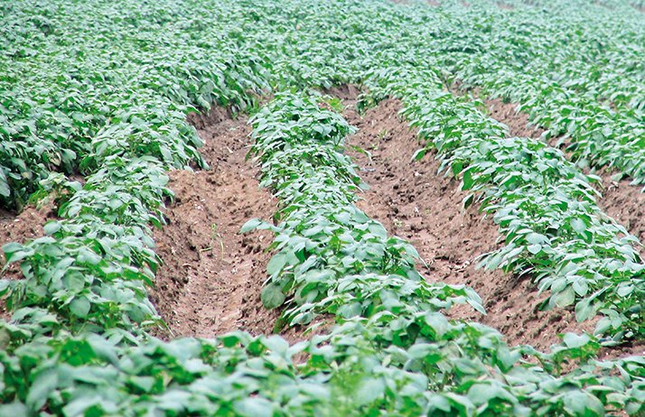 Agrocote Max : + 10 tonnes de pommes de terre à l’hectare.&nbsp;©Nathalie P/Fotolia