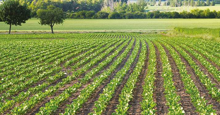 La technologie du semoir bi-varietal de betterave devrait être testée par Tereos au printemps. © Annett Seidler/fotolia