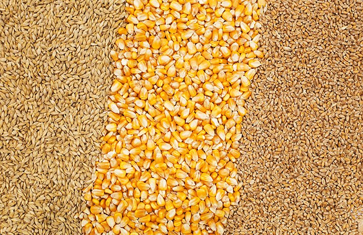 Les surfaces de multiplication de maïs et de céréales à paille sont en baisse.&nbsp;© Freestocker/Fotolia