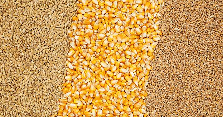 Les surfaces de multiplication de maïs et de céréales à paille sont en baisse.&nbsp;© Freestocker/Fotolia