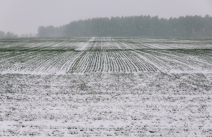 Céréales à paille : attention à la deuxième offensive hivernale. © Viktoriia1974/Fotolia