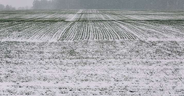 Céréales à paille : attention à la deuxième offensive hivernale. © Viktoriia1974/Fotolia