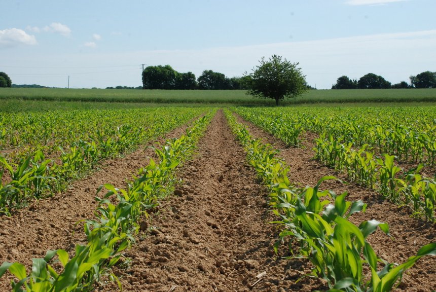 "Le maïs valorise mieux l'irrigation que le blé." Jean-Luc Billaut