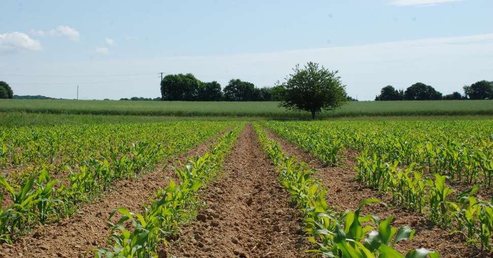 "Le maïs valorise mieux l'irrigation que le blé." Jean-Luc Billaut