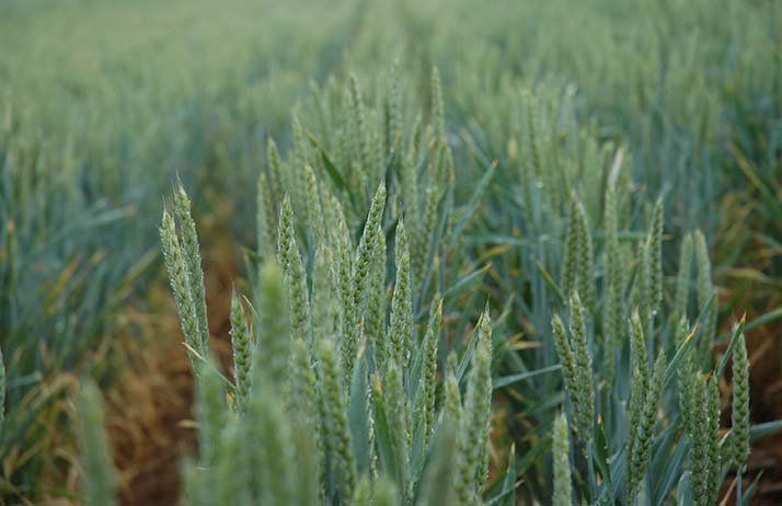 Soleil®, un nouveau T3 pour la protection des blés et des maïs semences. ©&nbsp;H.Grare/Pixel Image
