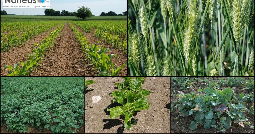 La gamme Nanéos® est destinée, dans un premier temps, aux céréales, maïs, colza, betteraves et pommes de terre. A.Lambert/Pixel Image 