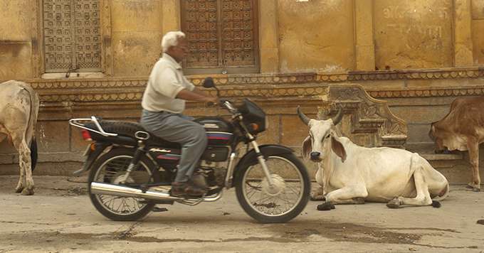 Les extrémistes traquent les mangeurs de  viande. © Production Perig/Fotolia