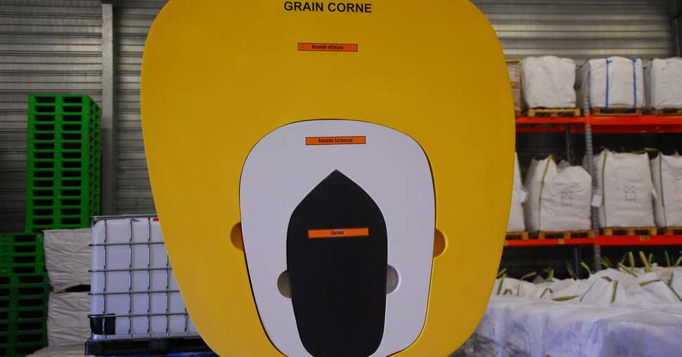 Schéma d'un grain corné avec plus de 60 % d'amande vitreuse en jaune. © M. Lecourtier/Pixel image