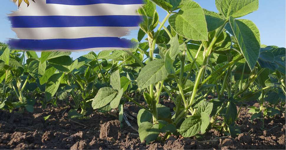 Uruguay : les surfaces de soja peuvent encore augmenter. © Somartin et Sima/Fotolia