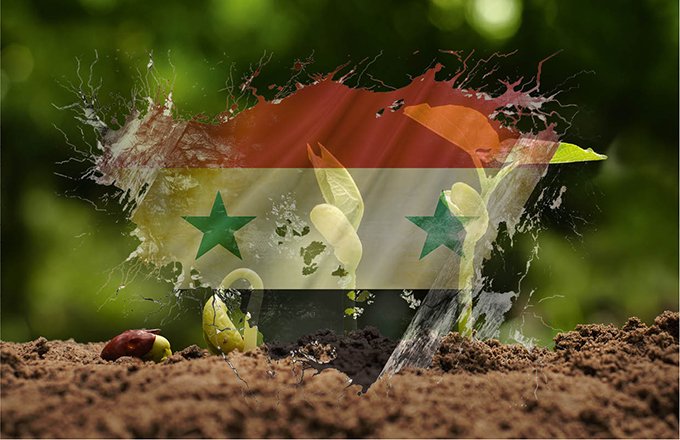 Des collections de semences menacées par le conflit syrien. © Argus et Singkham/Fotolia