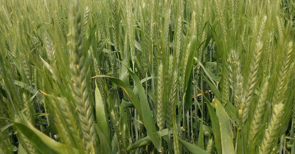 En fonction de la climatologie, 2017 permettra ou non de vérifier si la précocité du tritordeum lui évite les sécheresses de fin de cycle. Photo : Dauphinoise