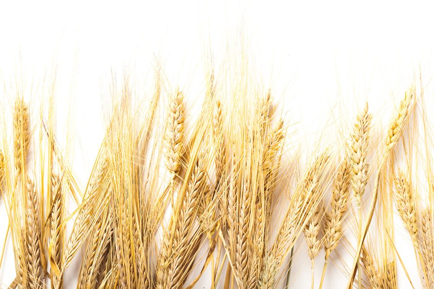 Des variétés de blé dur adaptées au bio. © Fotobafrika/Fotolia