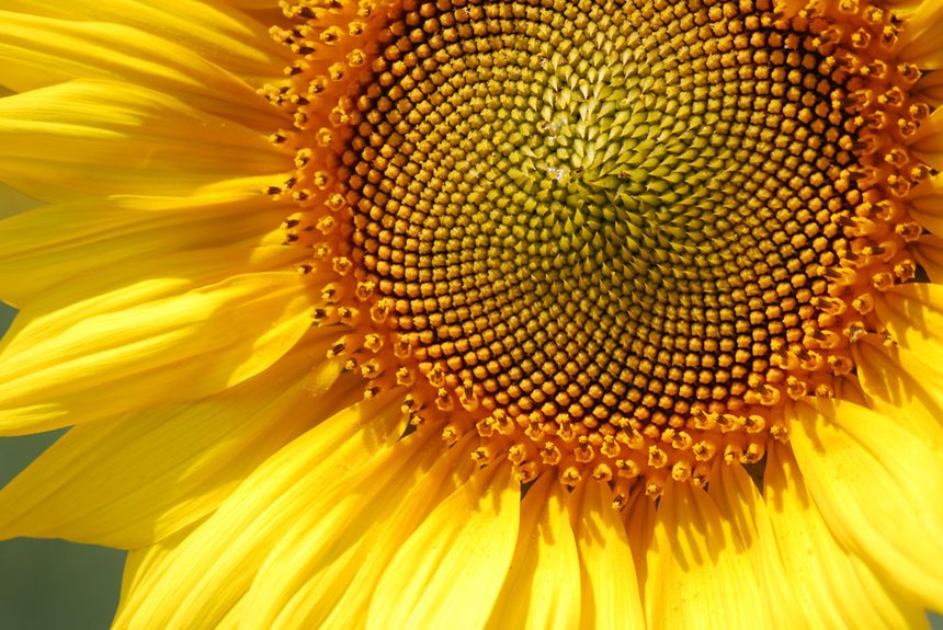 LG semences : dix nouvelles variétés de tournesol. © E. Thomas/Pixel Image