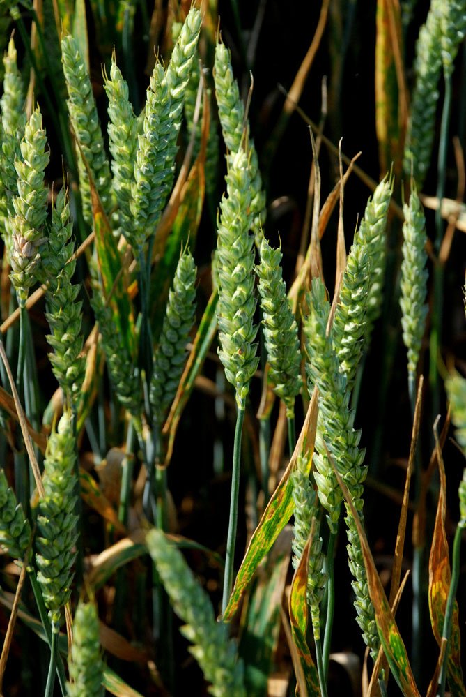 La septoriose du blé tendre est la maladie la plus dommageable sur cette culture; © R.Rapp/Pixel Image