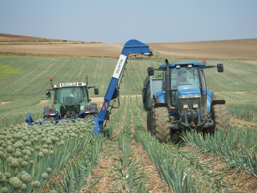 La récolteuse Alliatec, créée par Jean Knibbe, peut récolter jusqu’à six hectares d’oignons porte-graines sur une journée. © A. Lambert/Pixel Image