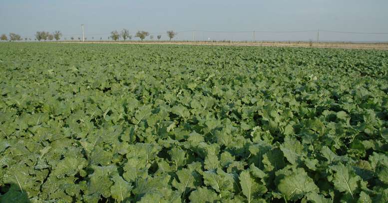 Colza : la cylindrosporiose revient. © H. Grare / Pixel Image